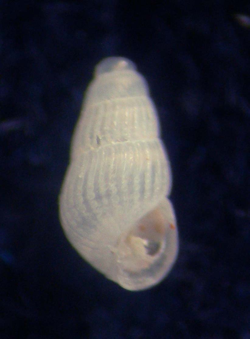 chrysallida decussata